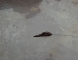 Difference Between Vertebrates and Invertebrates in Biology: Definition ...