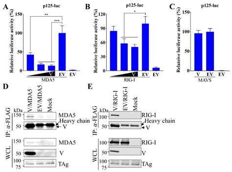 Porcine Respirovirus 1 Suppresses Host Type I Interferon Production and ...