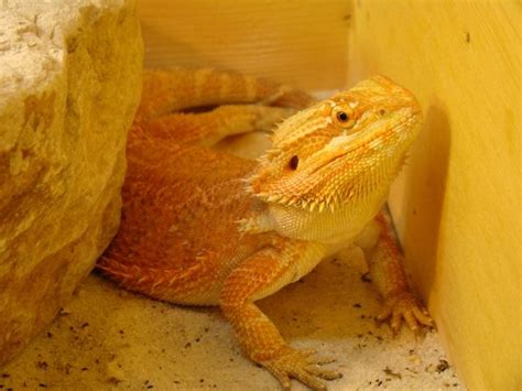 Reptilien Kleinanzeigen | Reptilien Annoncen | Reptilien Inserate ...