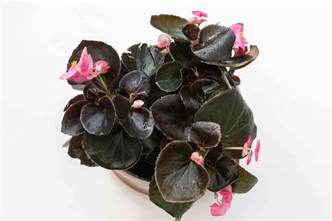Wax Begonia: Plant Care & Growing Guide