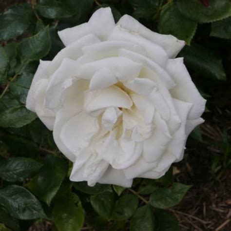 Hybrid Tea Rose Plant 'Silver Anniversary' By Acqua Garden
