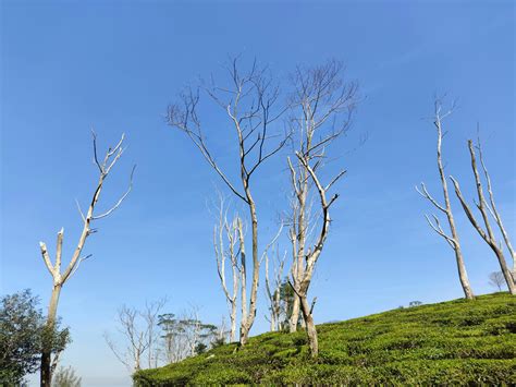 Image result for Tree Line Explained