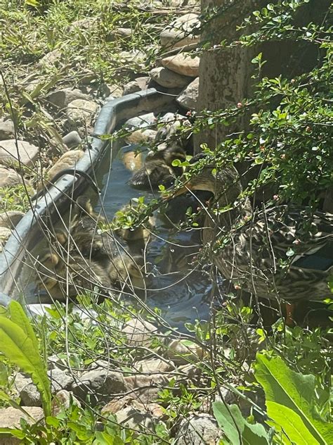 Villages on MacArthur is excited to welcome back our Mama Duck this ...