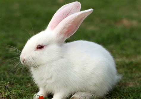 兔子有哪些品种,国外优良肉兔品种_宠物兔子怎么养|宠物兔子用品-兔子吧后花园官网