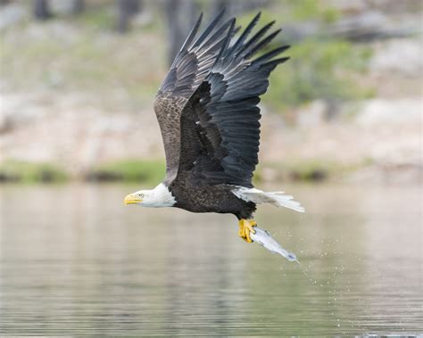 Eagle Eye Tutorial 的图像结果