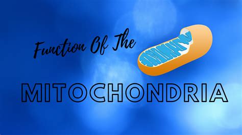 Mitochondria Function: Plant And Animal Cells - sciencetrends1.com