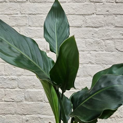 Strelitzia (Bird of Paradise) Care Guide, Tips & FAQs & Between Two Thorns