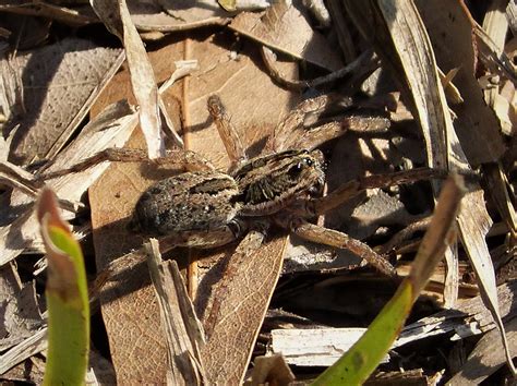 Wolf Spiders in Texas: Types, Pictures, Bite, And More