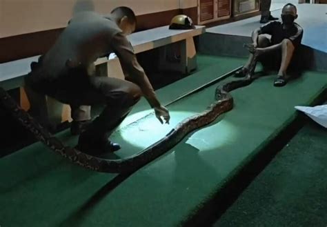 Image result for How to Survive a Python Attack