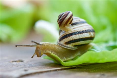 蜗牛吃什么食物怎么养 - 农村网