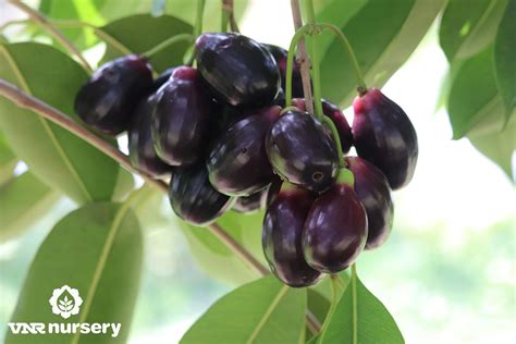 Genus Of Jamun