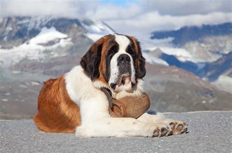 Best Dog Food for Saint Bernards - Puppies and Adult Saint Bernards