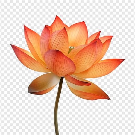Buddha flower Images - Free Download on Freepik