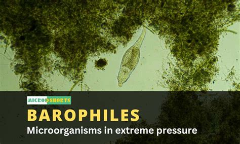 Post | Microorganisms in extreme sugar concentrations (Osmophiles)