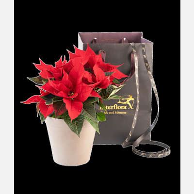 Christmas Tradition Red 240541: Order Flowers Online | Interflora India