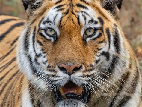 These Reserves In India Doubled Down On Tiger Population And Got ...