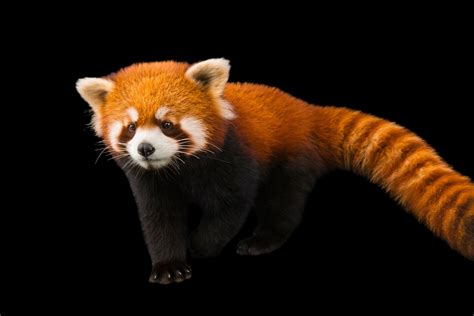 Most Beautiful Endangered Animals 16 Most Endangered Animals In The