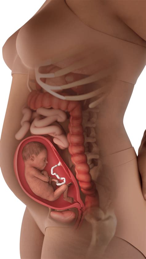 How Does Your Body Absorb A Fetus