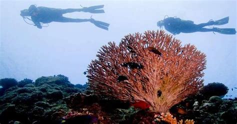 Scuba diving in Sri Lanka (with photos): Diving Sites In Sri Lanka In 2025