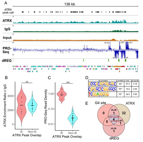 ATRX Promotes Transcription Initiation of HSV-1 Immediate Early Genes ...