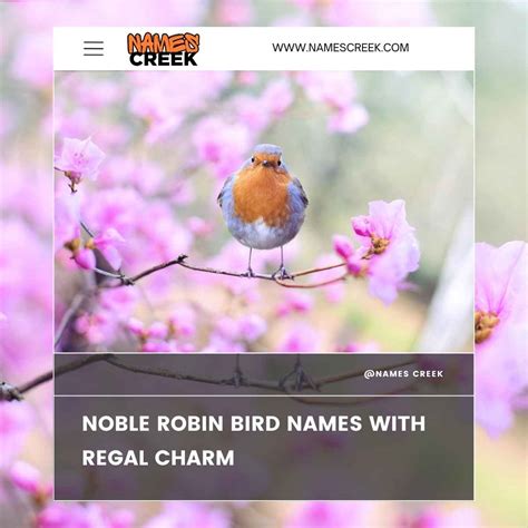 180 Robin Bird Names For Your Soft & Sweet Lil Fluff