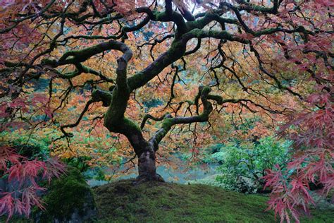 Portland Japanese Garden | Japanese garden, Portland japanese garden, Garden