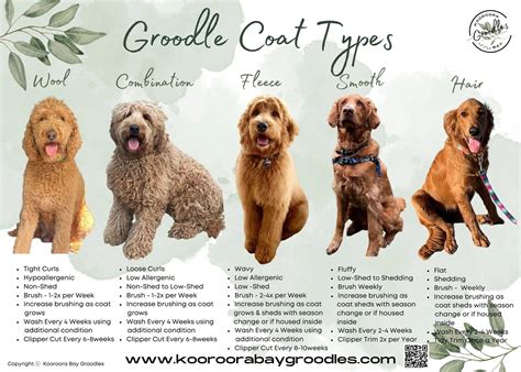 Types Of Dog Fur Cuts