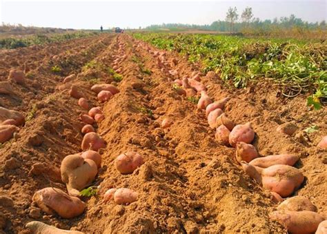红薯想高产，施肥有诀窍，注意4个小细节，高产优质还节省成本！_块根