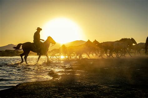 Sunlight over Cowboy and Horses Herd · Free Stock Photo