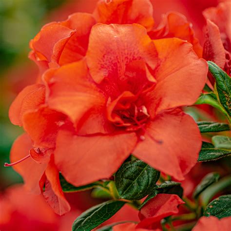 Autumn Embers Azalea 的图像结果