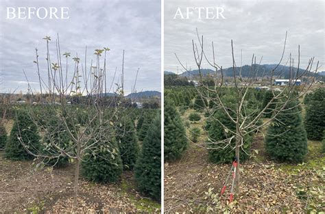 Tree Pruning Portland 的图像结果