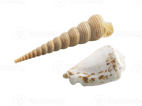 Image result for Empty Shell PNG