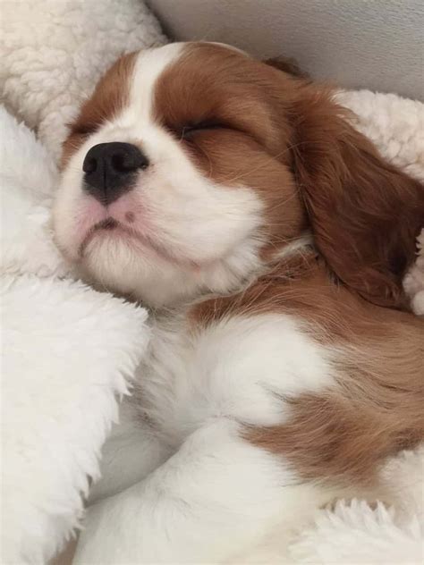 Cavpack the cavalier king charles spaniels of twitter – Artofit