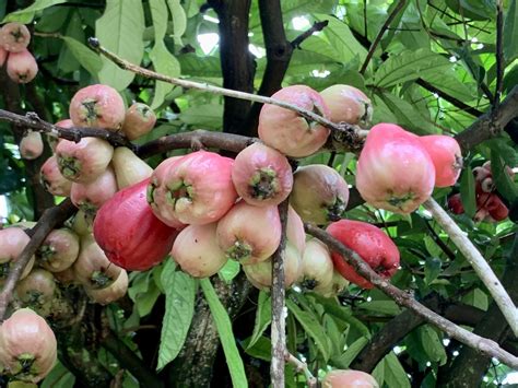 Manzana De Agua Agua Quina Tónicos Espumosos De Manzana, Refresco