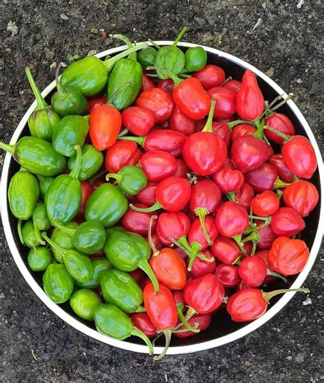 India Exports GI-Tagged Dalle Chilly from Sikkim to Solomon Islands