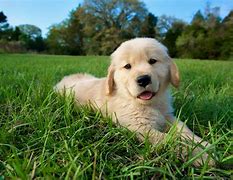 Image result for Cutest Puppy Pics