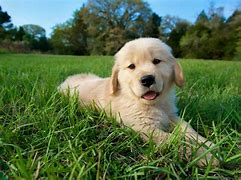 Image result for Cutest Dog Breed Puppies