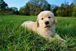 Image result for Cutest Dog Ever Seen