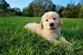 Image result for Cute Mini Dog Breeds