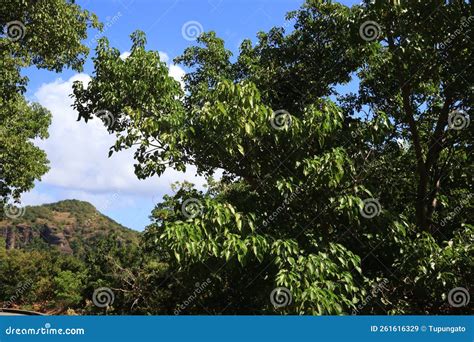 Toxic Manchineel Tree Hippomane Mancinella Stock Image - Image of green, french: 261616329