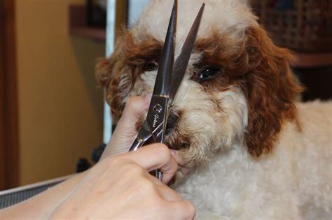 Image result for Cockapoo Grooming Face