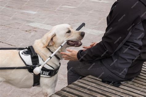 Image result for Guide Dog Training Basics