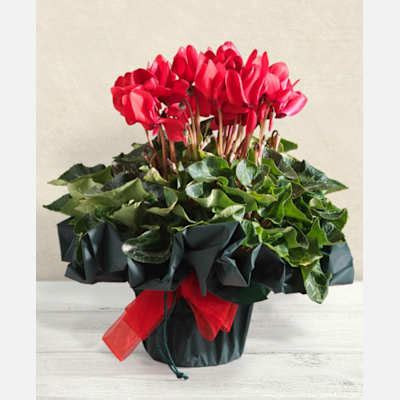 Red Cyclamen plant: Order Flowers Online | Interflora India | ID1356936