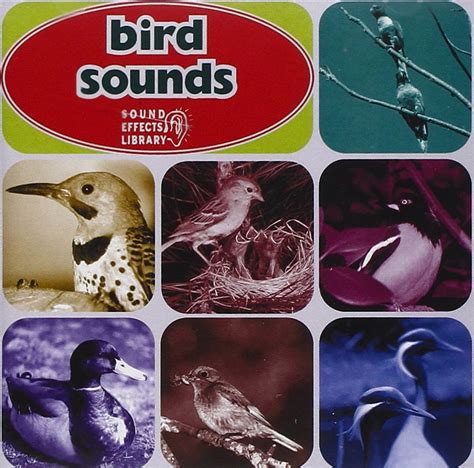 Buy Bird Sounds Online at Low Prices in India | Amazon Music Store ...