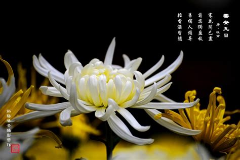 【菊花古诗图摄影图片】广州文化公园生态摄影_太平洋电脑网摄影部落