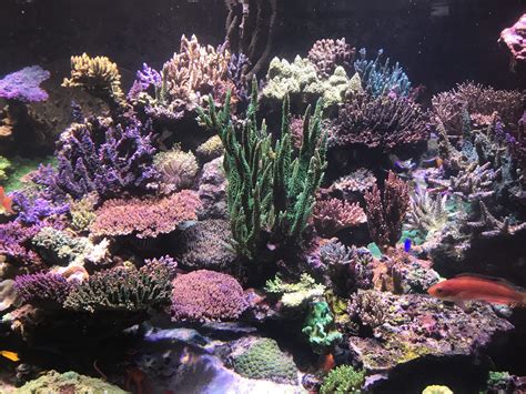How To Raise Nitrates In Reef Tank For Better Coral Color