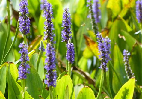 Best Plants for Wet Areas in India — Mahindra Nursery