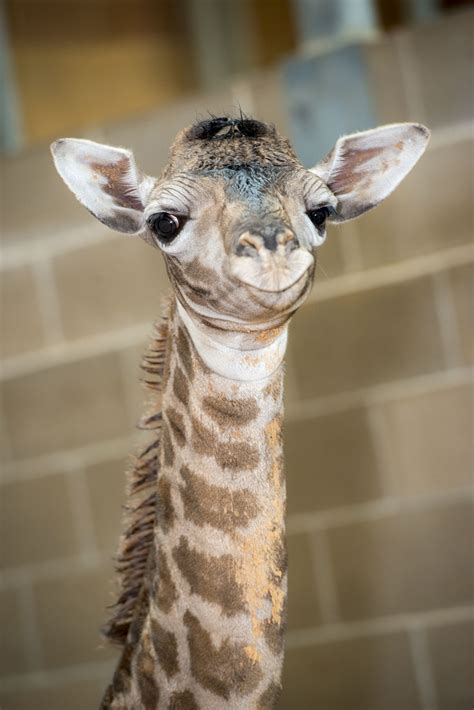 Male giraffe and two calves | fresh, teeny-tiny giraffe at the Houston zoo… | Houston zoo, Baby ...