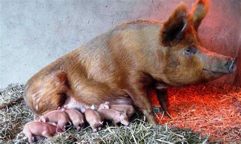 Tamworth pig - Lake District Wildlife Park