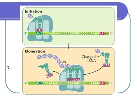 Image result for Translation Genetic Code